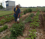 07-26-2010 Students Work in SWOSU Organic Garden 1/2 by Southwestern Oklahoma State University