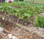 07-26-2010 Students Work in SWOSU Organic Garden 2/2 by Southwestern Oklahoma State University