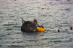 ASTRONAUT THOMAS P. STAFFORD - TRAINING (WATER EGRESS) (GEMINI-TITAN [GT]-6 PILOT)(HEAD SHOT) - GULF